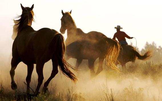 Horse Wallpapers screenshot 8