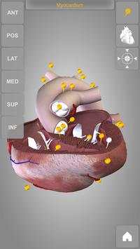 Heart 3D Anatomy Lite screenshot 11