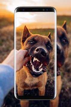 Malinois Wallpaper : Belgian Malinois 2020 screenshot 4