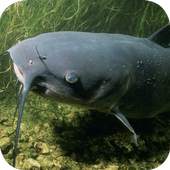 Catfish Wallpapers 2.0