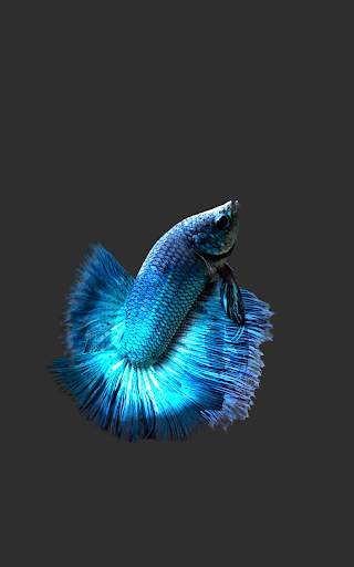 Betta Fish 3D Lite screenshot 8