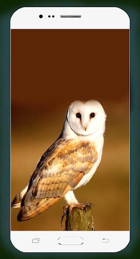 Owl Wallpaper HD screenshot 13
