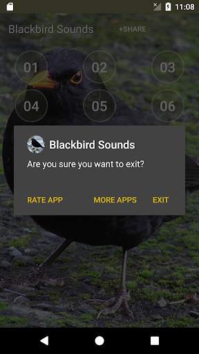 Black Bird (Animal) Calls & Singing screenshot 5