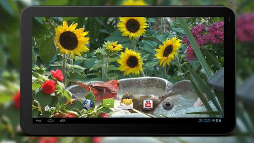 4K Birds Bath Live Wallpapers screenshot 6