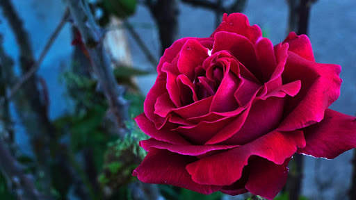Rose Wallpaper HD & 4k Backgrounds screenshot 12