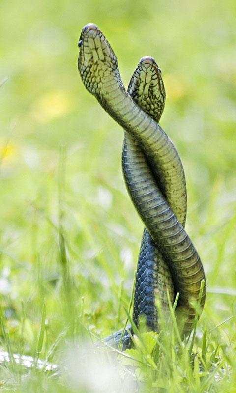 Snake Live Wallpaper : backgrounds hd स्क्रीनशॉट 2
