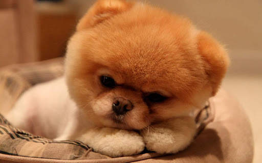 Puppy Wallpaper screenshot 5