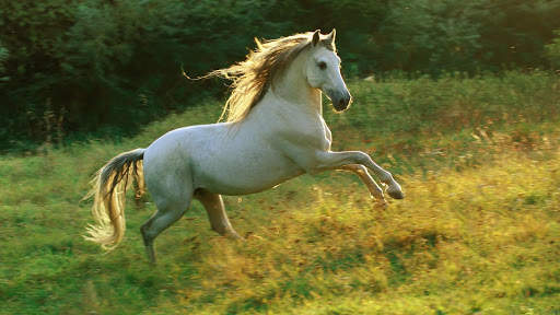 Horses Live Wallpaper : 7fon & LWP screenshot 7