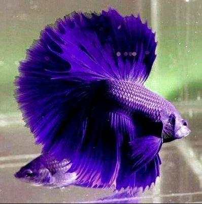 Diy Decorative Fish screenshot 4