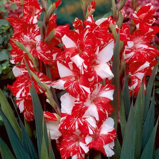 Gladiolus Flower HD Wallpaper 3.2