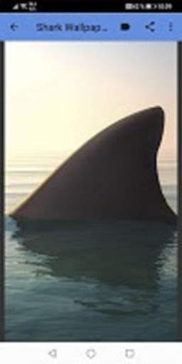 Shark Wallpapers स्क्रीनशॉट 3