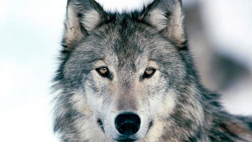 Wolf Live Wallpaper (Wallpapers & Backgrounds) screenshot 7