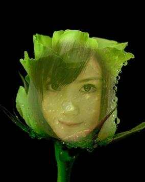 Beautiful Rose Flower Frame screenshot 2