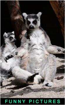 Funny Pictures screenshot 2