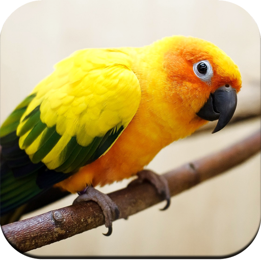 Parrot Wallpaper HD icon