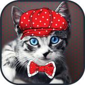 Cat Dress Up Photo Montage 7.0