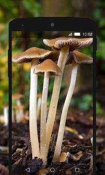 Mushroom Wallpapers HD (backgrounds & themes) screenshot 1