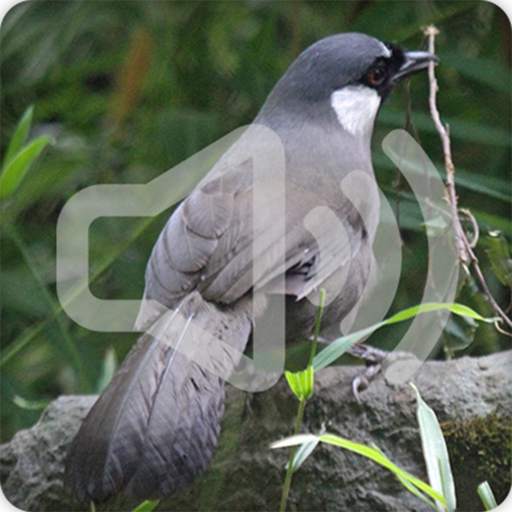 Black Throated Laughingthrush Bird Call Sounds 8.0