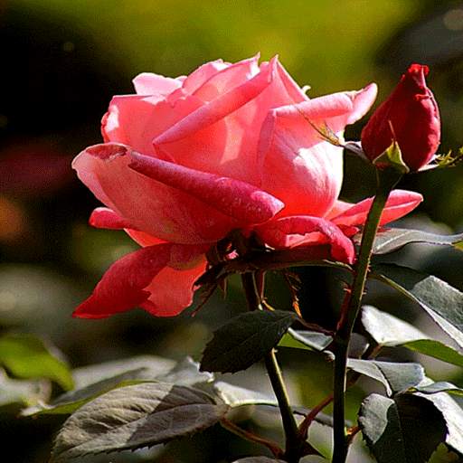 Rosebud Live Wallpaper 3