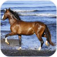 Amazing horses Video LWP logo