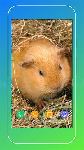 Guinea Pig Wallpaper screenshot 16
