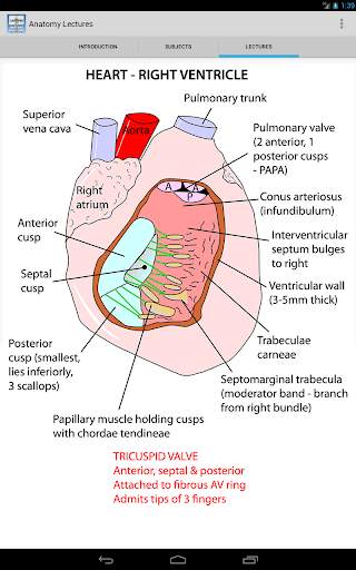Anatomy Lectures screenshot 6