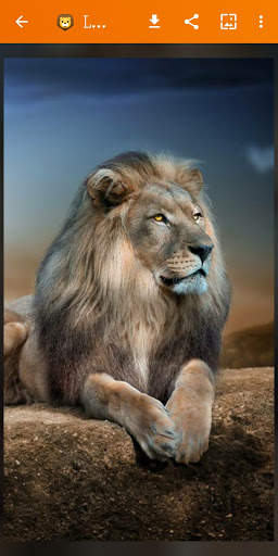 🦁 Lion Wallpaper : Wild King Backgrounds screenshot 11