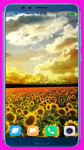 Sunflower HD Wallpaper screenshot 10