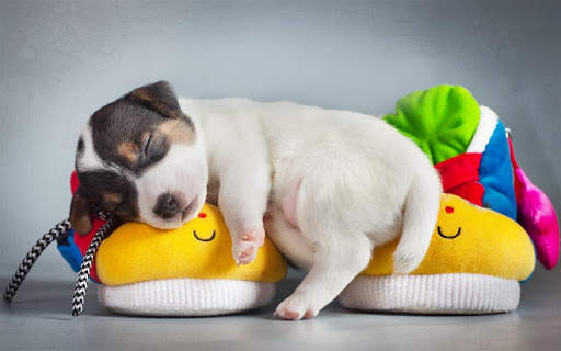 Q Puppy Live Wallpaper screenshot 5