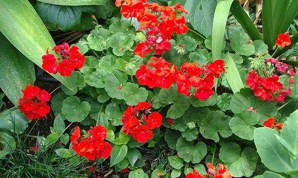 Geranium wallpapers screenshot 1