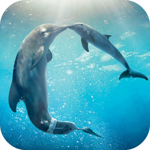 Dolphins Live Wallpaper icon