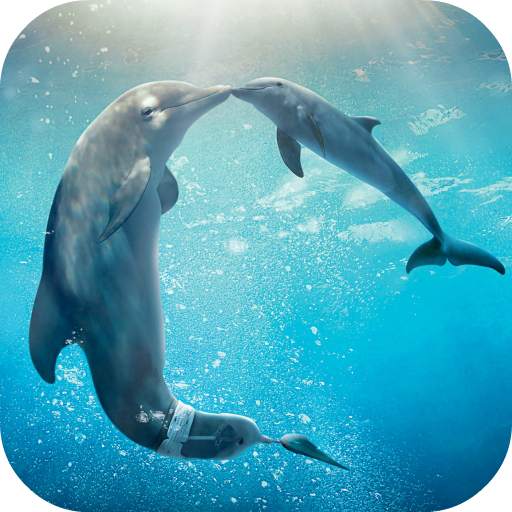 Dolphins Live Wallpaper 4.0