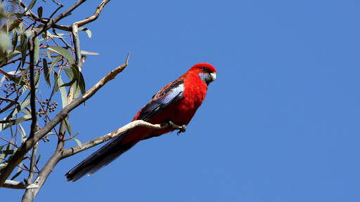 Parrots Live Wallpaper : 7fon & LWP screenshot 11