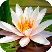 Water Lily Live Wallpaper 1.1.1