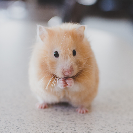 Sweet Animals Wallpapers icon