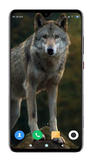 Wolf Wallpaper 4K screenshot 16