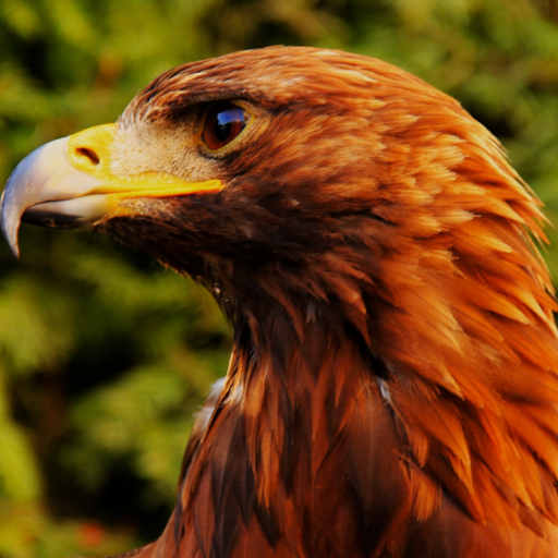 HQ Birds Wallpaper icon