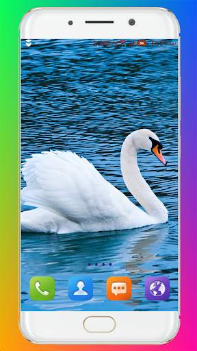 Swan Wallpaper HD screenshot 12