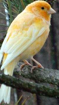 Canary Bird Wallpapers HD screenshot 8