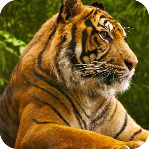 Tiger Wallpaper Best 4K 1.08