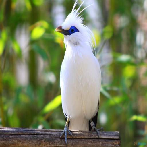 Kicau Burung 1.0