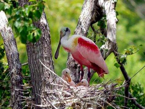 Birds Jigsaw Puzzle World screenshot 7