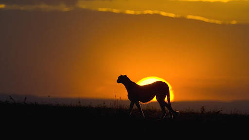 Cheetah Wallpapers : backgrounds hd screenshot 21