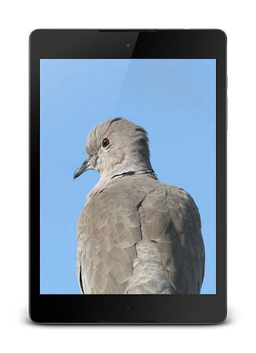 Dove 3D screenshot 3
