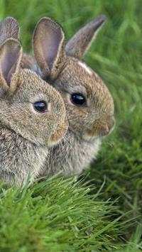 Easter Bunny Wallpapers screenshot 8