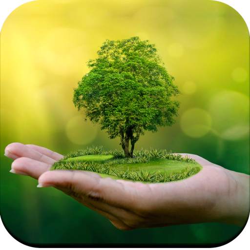 Bonsai Tree Wallpaper HD 1.02