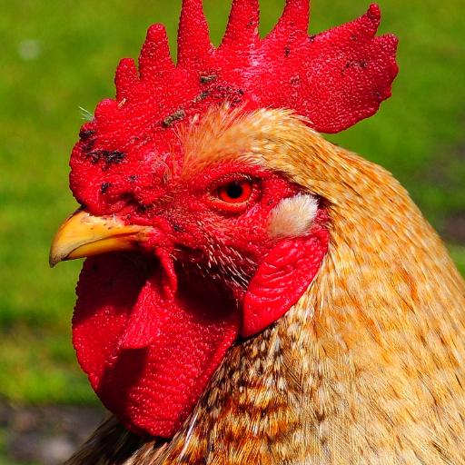 Rooster Sounds - Morning Alarm Sounds Ringtone icon