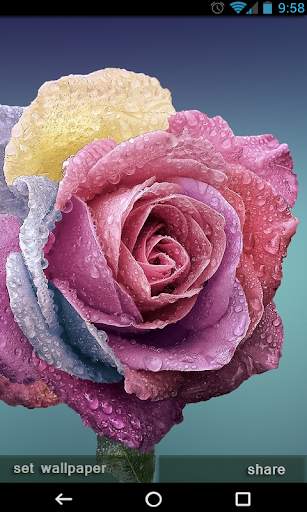 Flowers Wallpapers Ultra HD - Flowers 4K Wallpaper screenshot 3