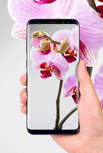 Orchids 3D Free Live Wallpaper screenshot 6
