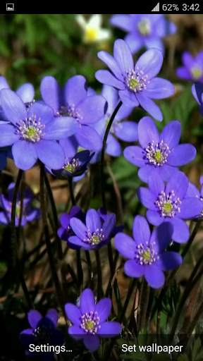 Forest flowers Video Wallpaper screenshot 7